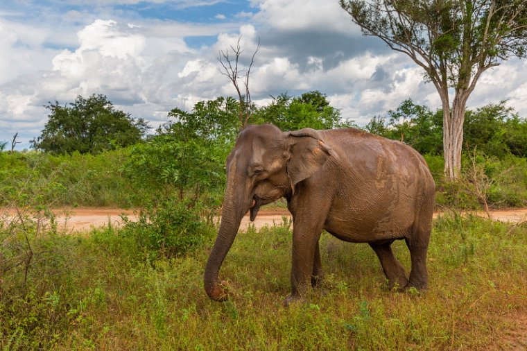 046 Udawalawe NP, olifant.jpg